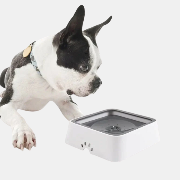 Spatvrije 2L Huisdier Waterdispenser met Langzame Stroom voor Morsvrij en Gezond Drinken-Pet Supplies > Feeding & Watering > Water Dispensers > Pet Water Fountain-DeWoonVallei-DeWoonVallei