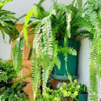 UV-Bestendige Levensechte Kunstvaren – Boston Fern voor Buiten & Binnen Decoratie-Decoration-DeWoonVallei-DeWoonVallei