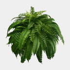 UV-Bestendige Levensechte Kunstvaren – Boston Fern voor Buiten & Binnen Decoratie-Decoration-DeWoonVallei-DeWoonVallei