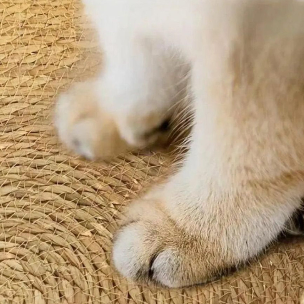 Ultra Zacht Donut Kattenbed voor Gezellig Comfort-Pet Bed-DeWoonVallei-DeWoonVallei