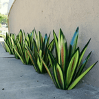 Zonne Agave Tuinlamp – Handgemaakt Design & Waterdichte Buitenverlichting-Home & Garden-DeWoonVallei-DeWoonVallei